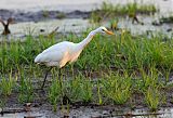 Plumed Egretborder=